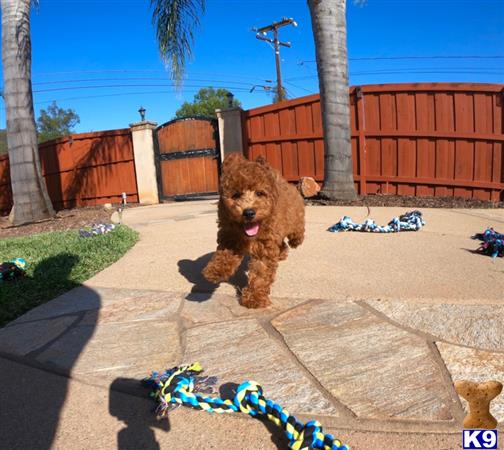 PuppyAvenue Picture 2